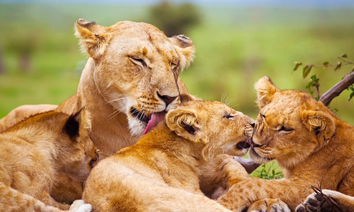 Grand African Luxury Rovos & Safari